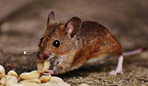 tree-injection-for-pest-control Experts in Foote